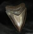Quality Inch Megalodon Tooth #1169-1